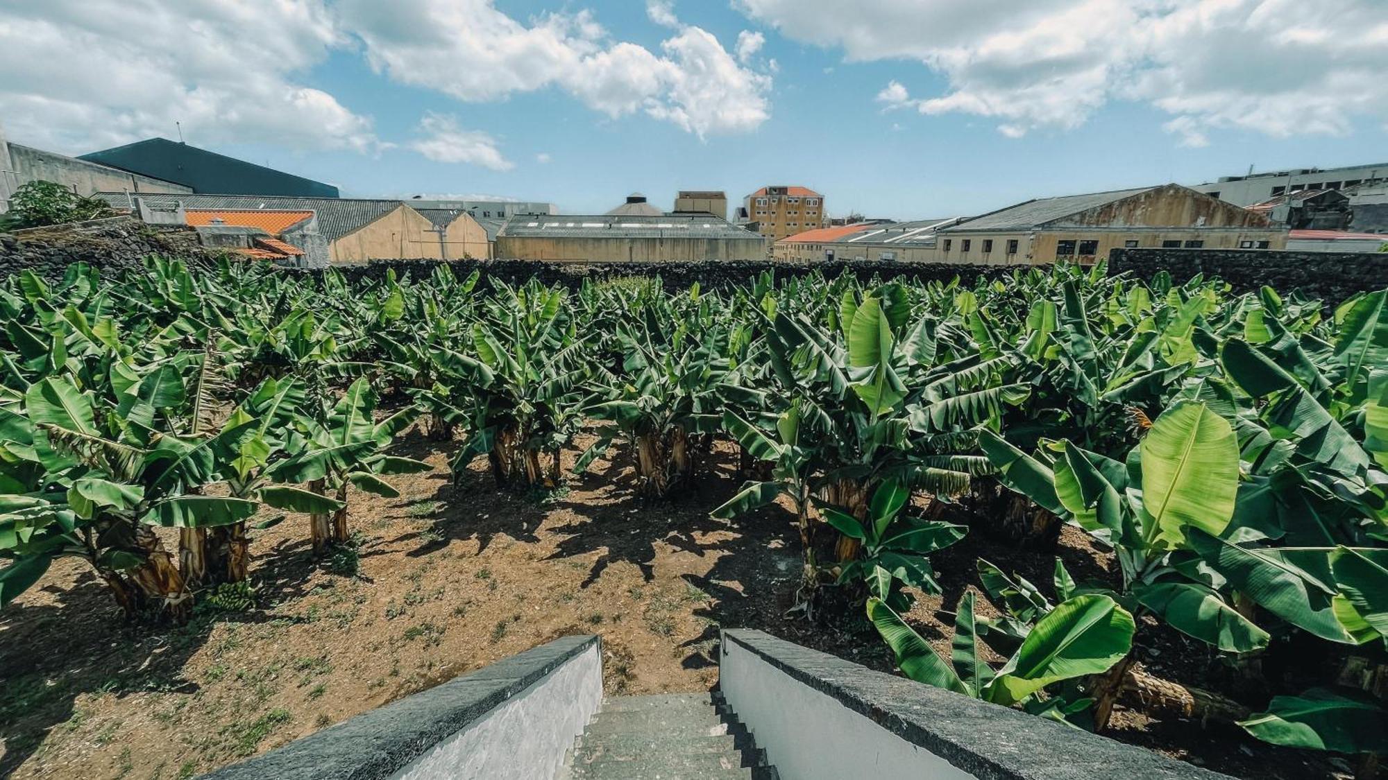 The Farm - Azores Boutique House Ponta Delgada Exteriör bild